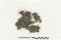 藏品(毛地錢)的圖片